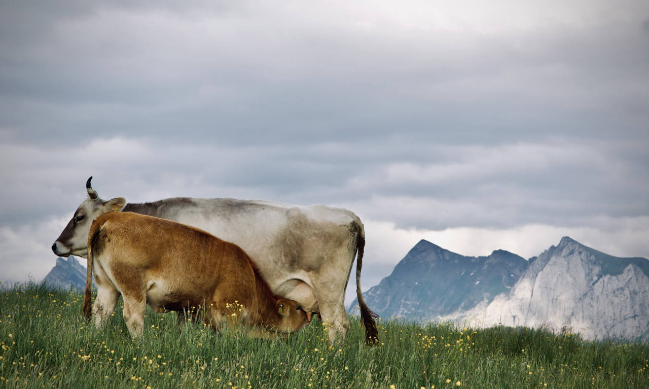 Milch in italienischen Kaffee-Spezialitäten