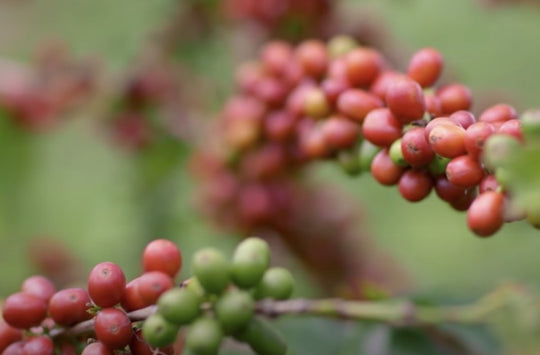 Rohkaffee Pflanze in Ruanda